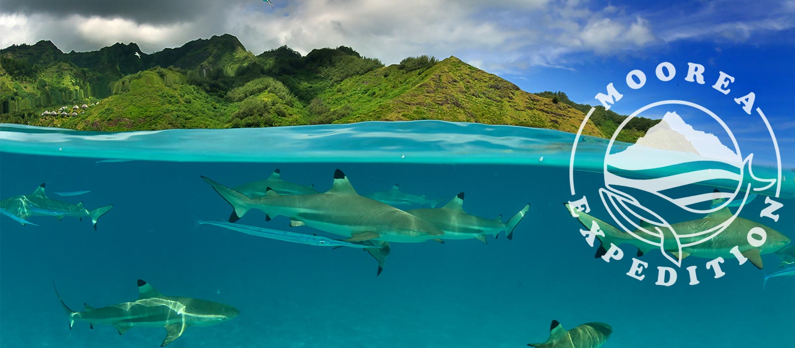 Moorea Expedition Whale Watching